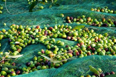 olijfolie malagronda agriturismo