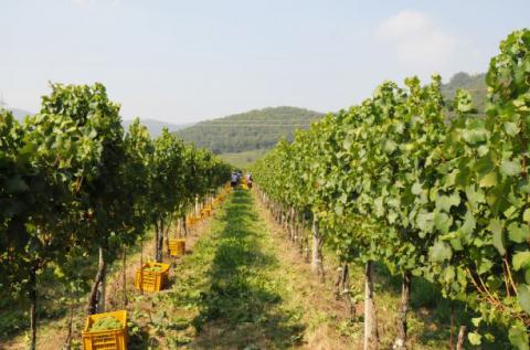 Wijnboerderij met agriturismo Noord Italie