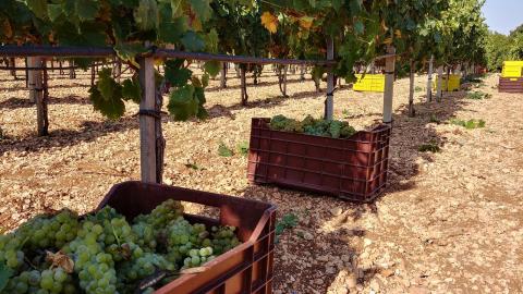 druiven plukken en verblijf in puglia