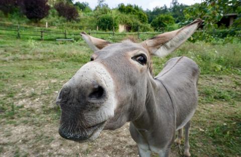 Villa Piacenza Italie