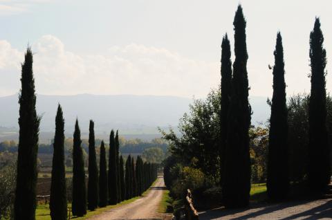 Agriturismo Castiglione del Lago met restaurant | Tritt-Italie.nl