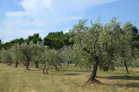 Villa Lucca 17 personen, luxe met zwembad