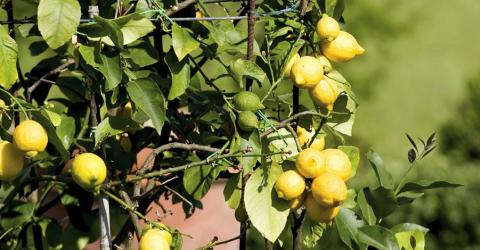 Grote vakantiewoning Florence Toscane