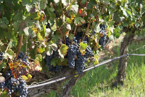 Druivenranken bij agriturismo Borgo Caterina