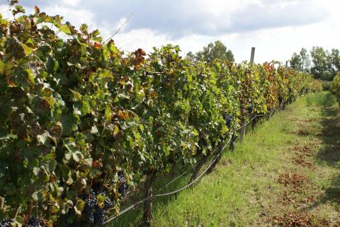 Ligging tussen de wijngaarden