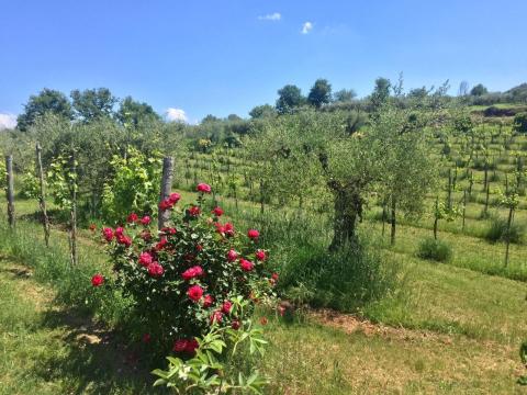 Umbrie - Slow Living bij Agriturismo Fontanaro | Tritt Vakantiehuizen