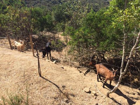 Vakantiewoning op Elba