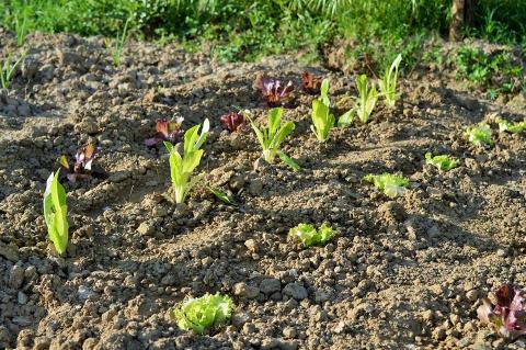 Vakantiehuisjes Peccioli Toscane