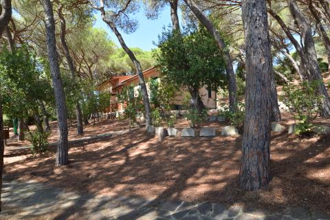 Schaduwrijk pijnbomenbos