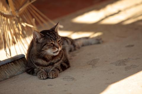 Agriturismo met huisdieren Toscane
