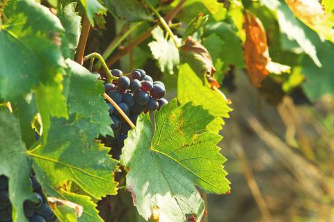 Wijnboerderij Toscane