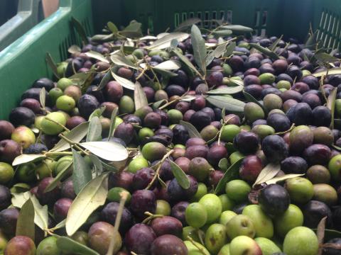 Vakantieboerderij Toscane Arezzo