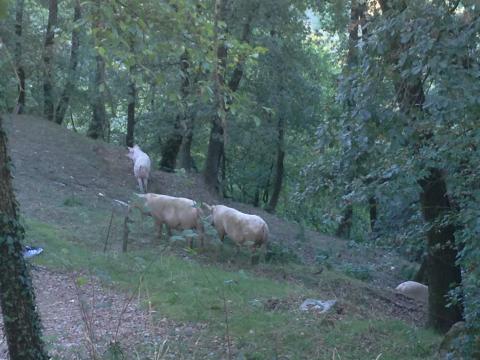 Agriturismo met dieren Toscane