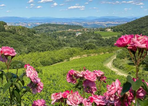 Vakantiehuisjes Siena Toscane
