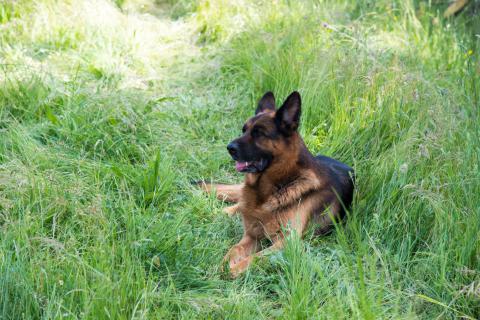 Vakantie met huisdier Toscane