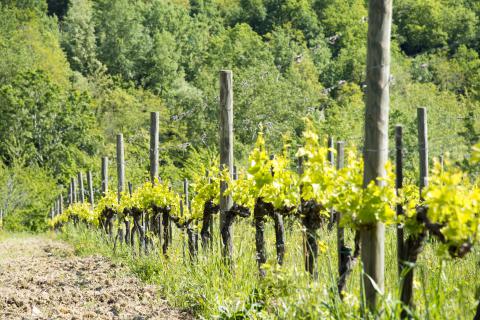 Agriturismo Montepulciano Toscane