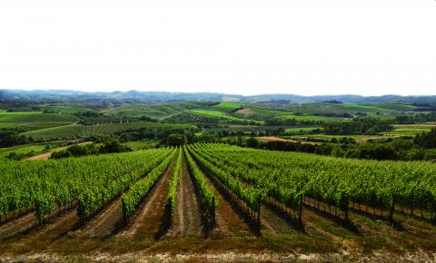 Wijngaard Pisa Toscane