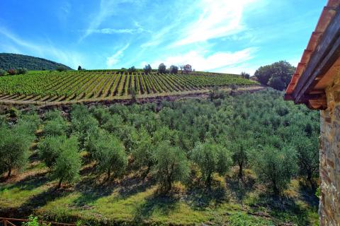 Vakantie appartement Chianti Toscane