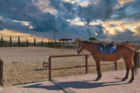 agriturismo pisa met manege