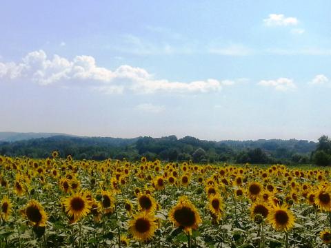Vakantiepark Pomaia Pisa