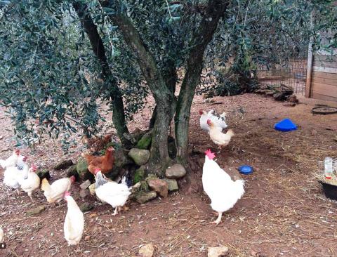 Vakantiehuisjes Toscane