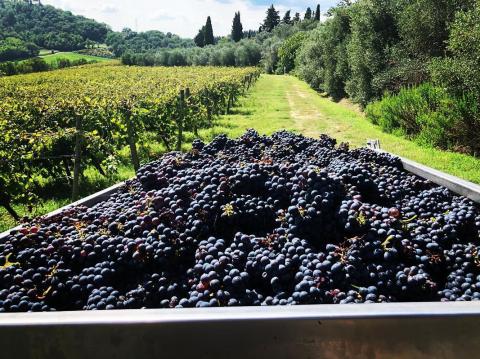Wijnlandgoed agriturismo Toscane