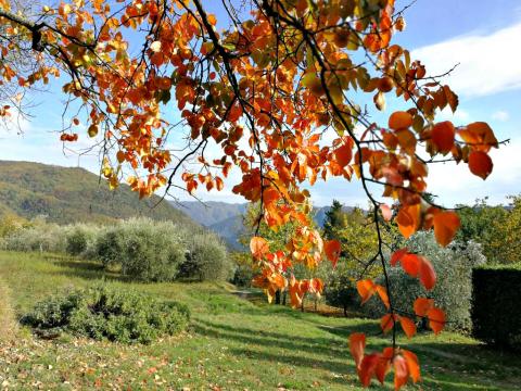 Vrijstaande woning met zwembad, Lucca Toscane