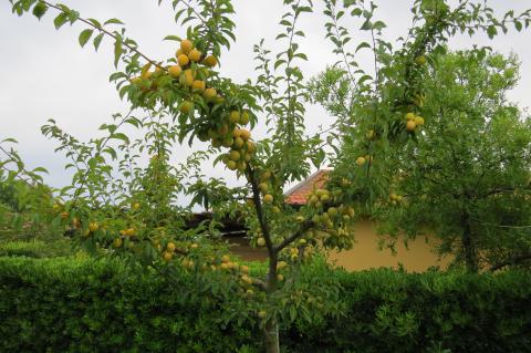 Vakantiehuisjes Toscane Cecina