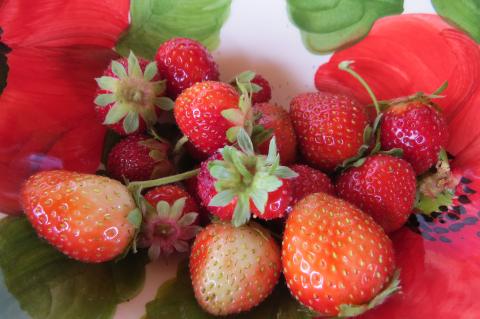 Vakantiewoningen in typisch Toscaans landhuis Cecina | Tritt.nl