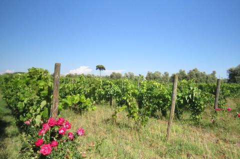 Vakantiewoningen in typisch Toscaans landhuis Cecina | Tritt.nl