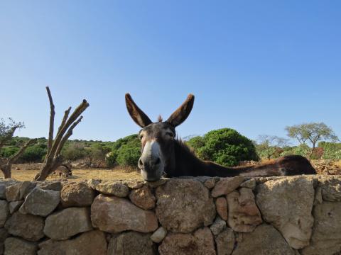 vakantiewoningen sardinie