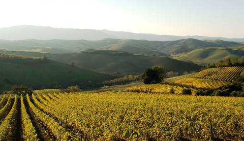 Charmante Toscaanse agriturismo in Terricciola, Pisa | Tritt.nl