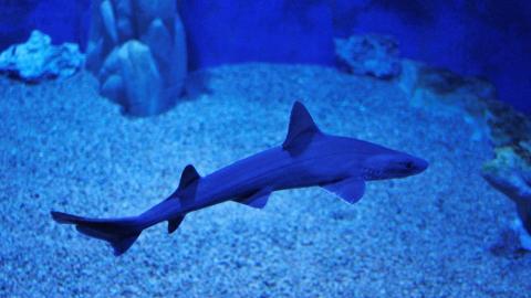 Acquario di Cala Gonone Sardinie