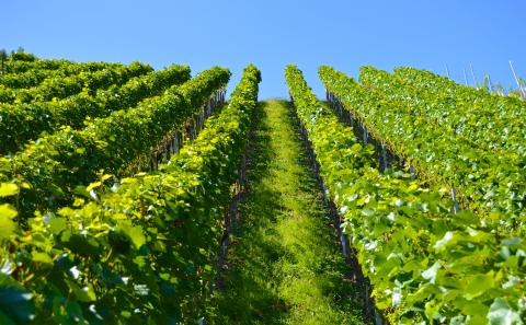Wijnroute Toscane: Maremma, wijn uit schilderachtige wijngaarden