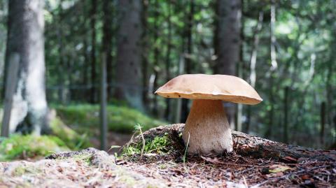 Herfst in Italië - Wat zijn de typisch Toscaanse herfstsmaken