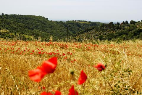 Voorjaarsvakantie Italië: Vier de lente in Toscane