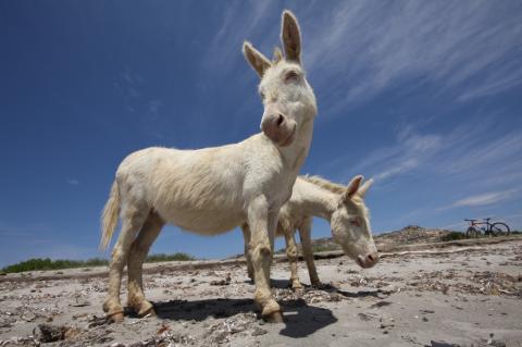 Op een onbewoond eiland.... Asinara; het ezelseiland van Sardinië