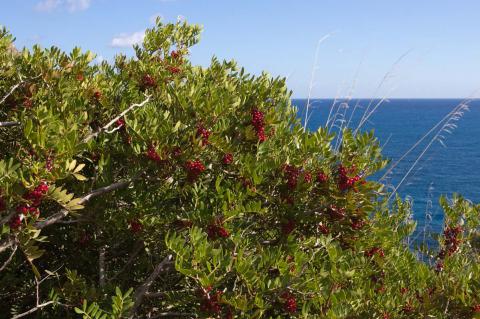 Sardinië vakantie - de kracht van mastiek