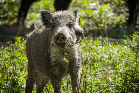 Wilde dieren in Toscane - welke kom je tegen tijdens je vakantie