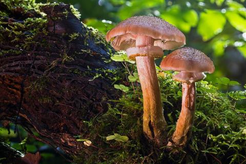 Il porcino sardo: Sardijns eekhoorntjesbrood en andere paddenstoelen