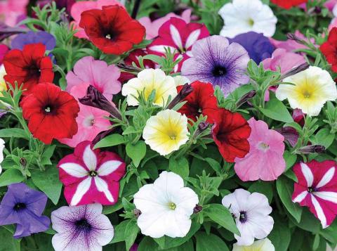 Bloemen voor Zita in Lucca, Toscane