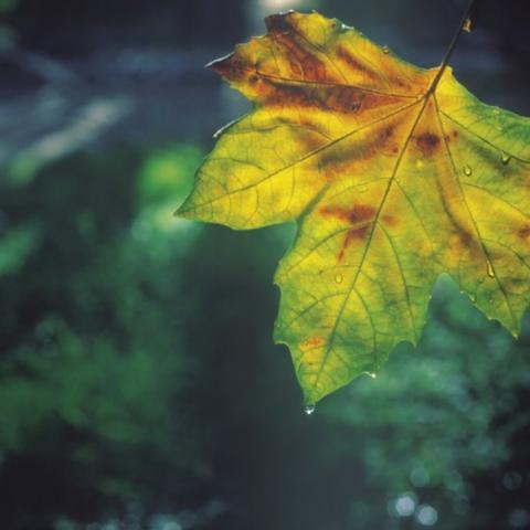 Herfst in Sardinie - Autunno in Barbagia