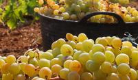 Uve e olive: Oogsttijd in Toscane