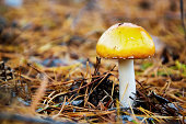 Amanita Caesarea