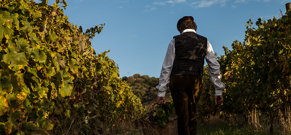 Wijncantina Sardinie