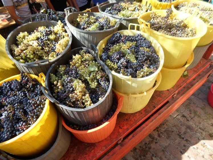 Nieuwe wijn 6 november Vino Novello