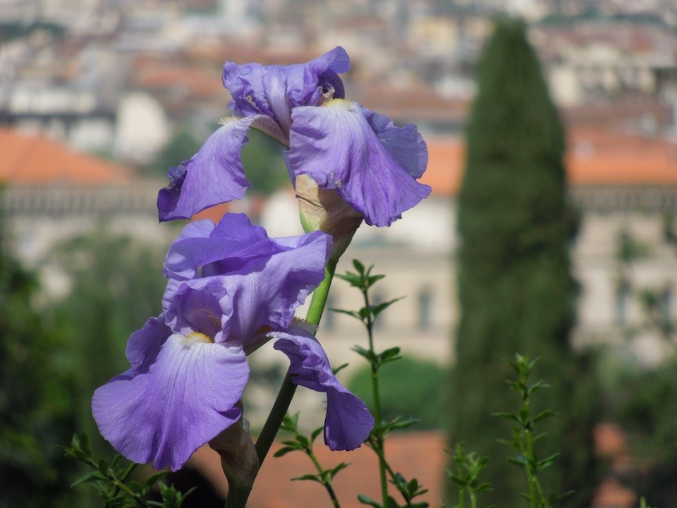 Iristuin in Florence, Toscane