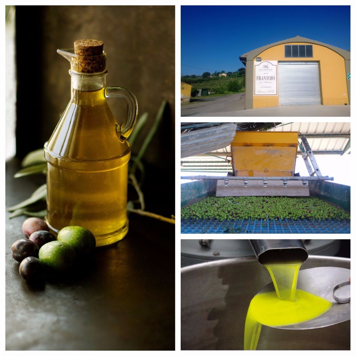 Olijven en Olijfolie Toscane 
