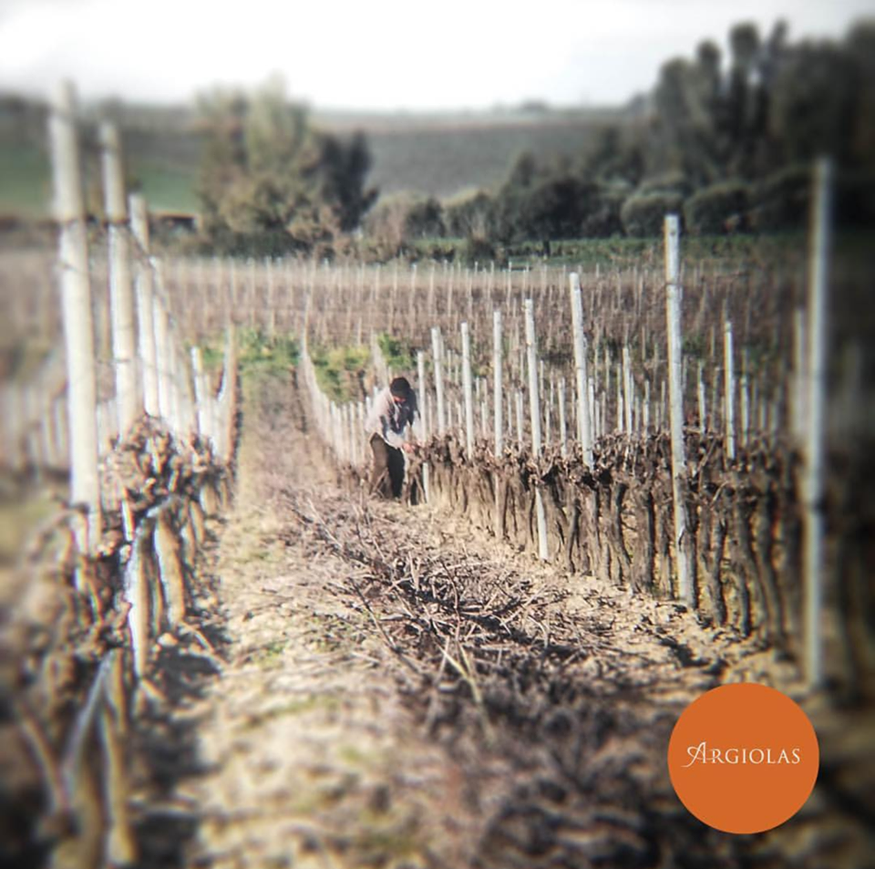 Wijngaard op Sardinie