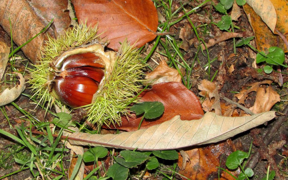 Herfst in Toscane kastanjes zoeken